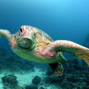 Reef-experience-6