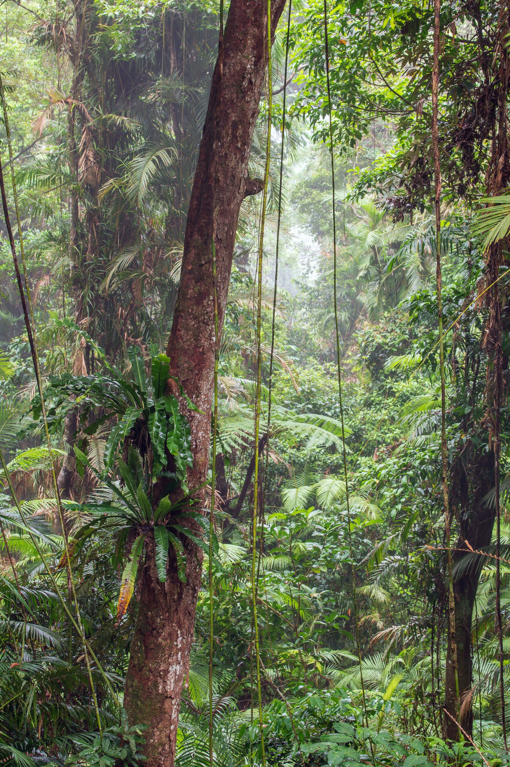Cairns nature
