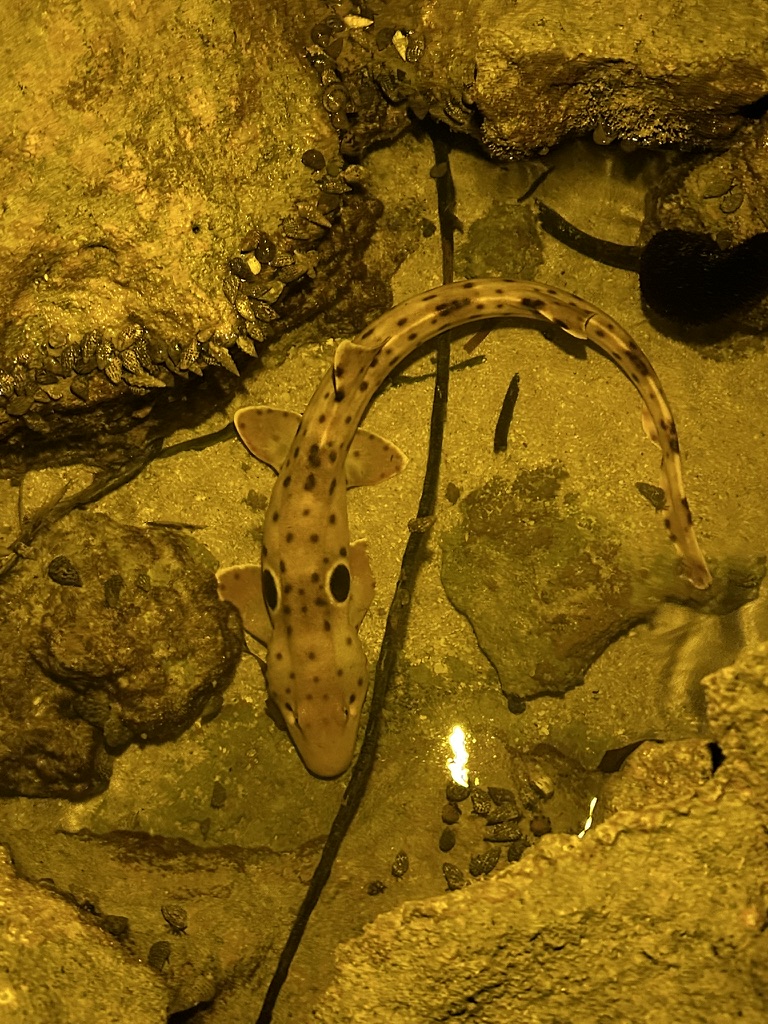 Epaulette shark on sandy bottom at Green Island