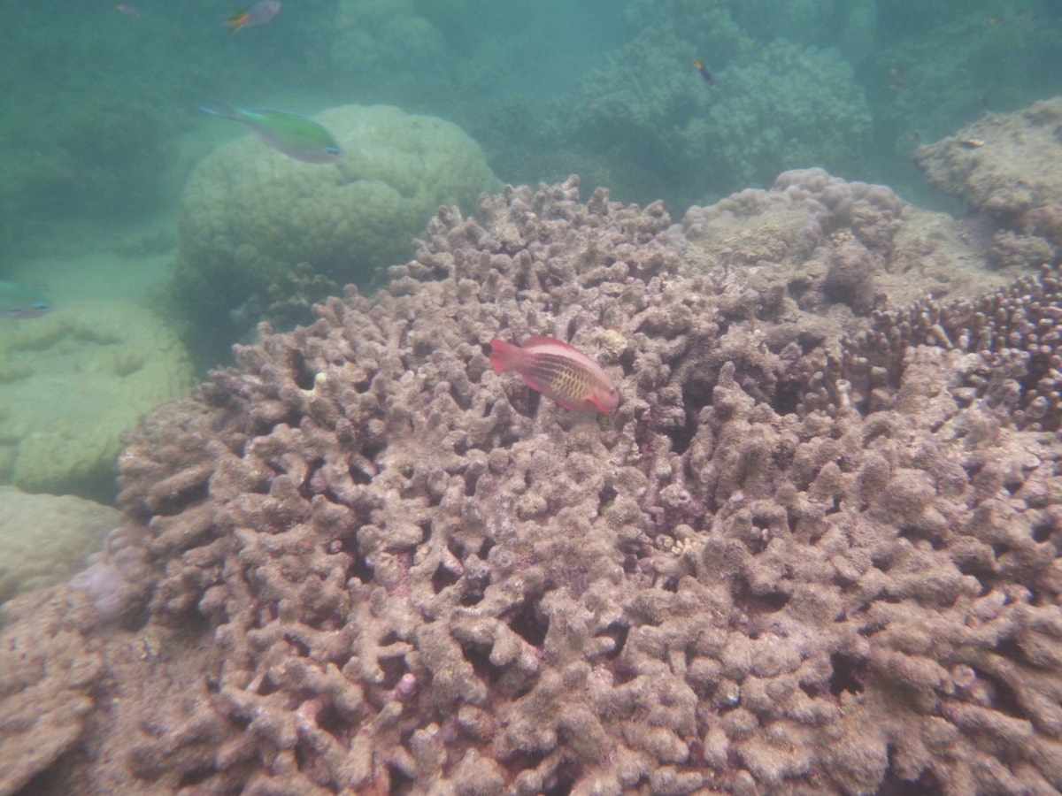Reef fish at Cairns Aquarium