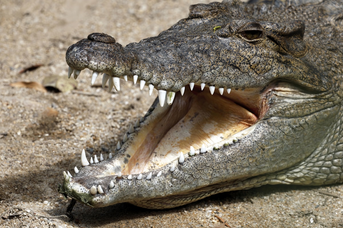 Saltwater crocodile at Hartley's Lagoon near Palm Cove