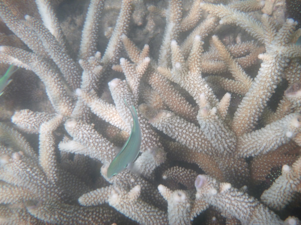 Tropical marine life at Cairns Aquarium
