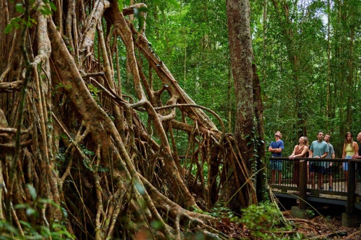 Cathedral Fig Tree ancient rainforest