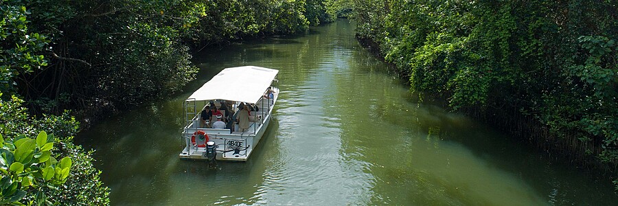 Daintree River wildlife cruise