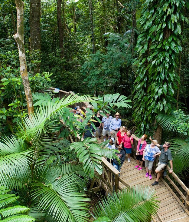 Rainforest boardwalk in National Park