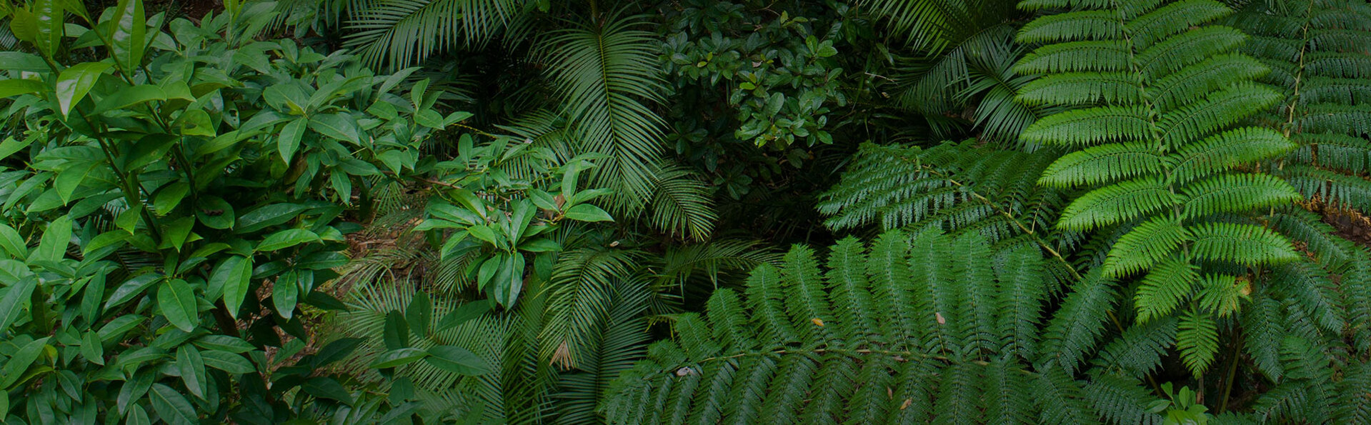 Daintree Ice Cream Company stop