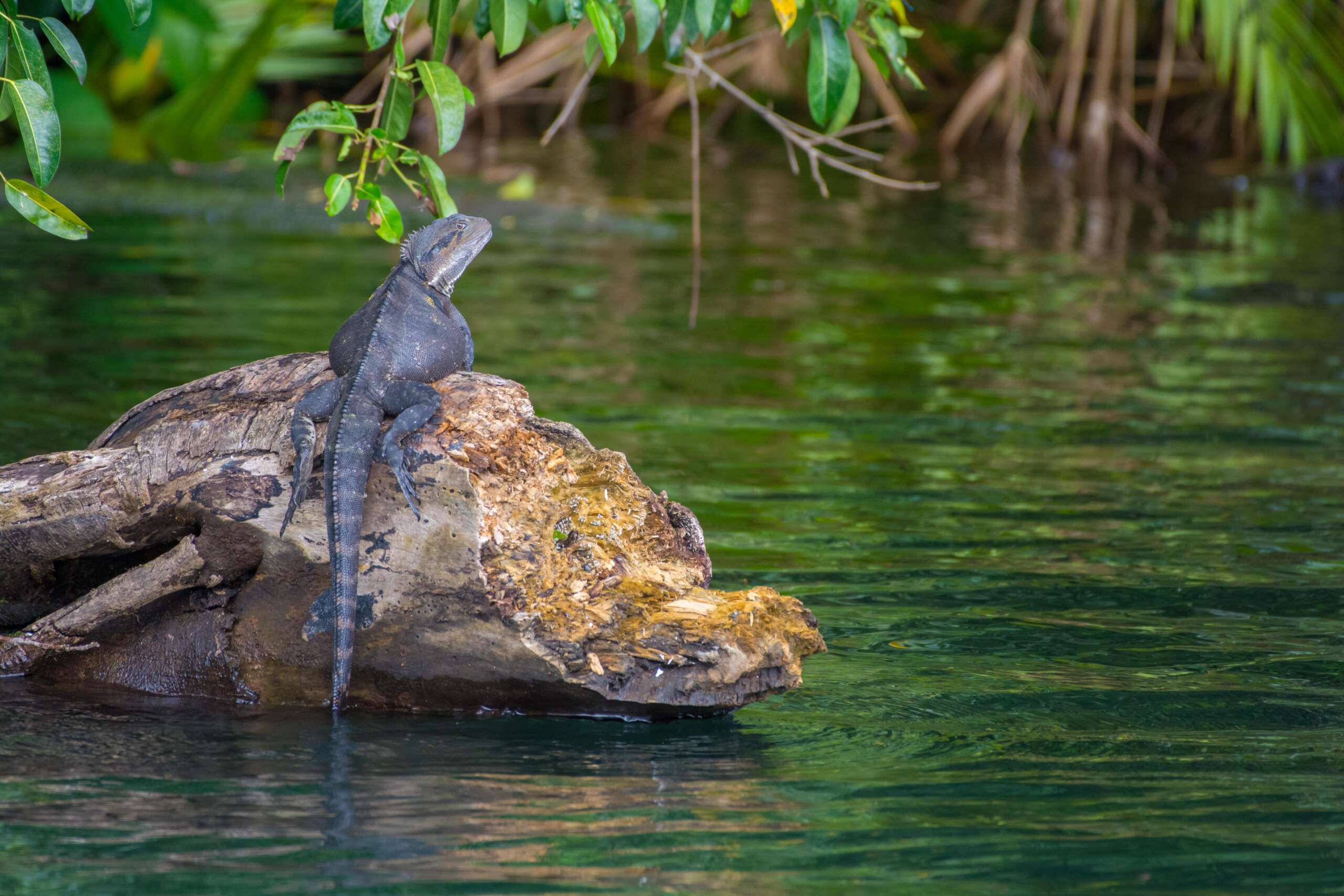 Daintree River cruise with saltwater crocodile