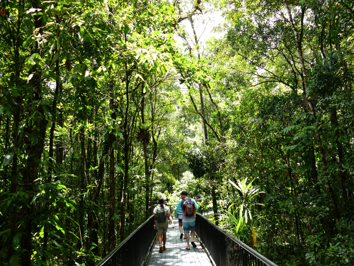 Ancient rainforest canopy Daintree