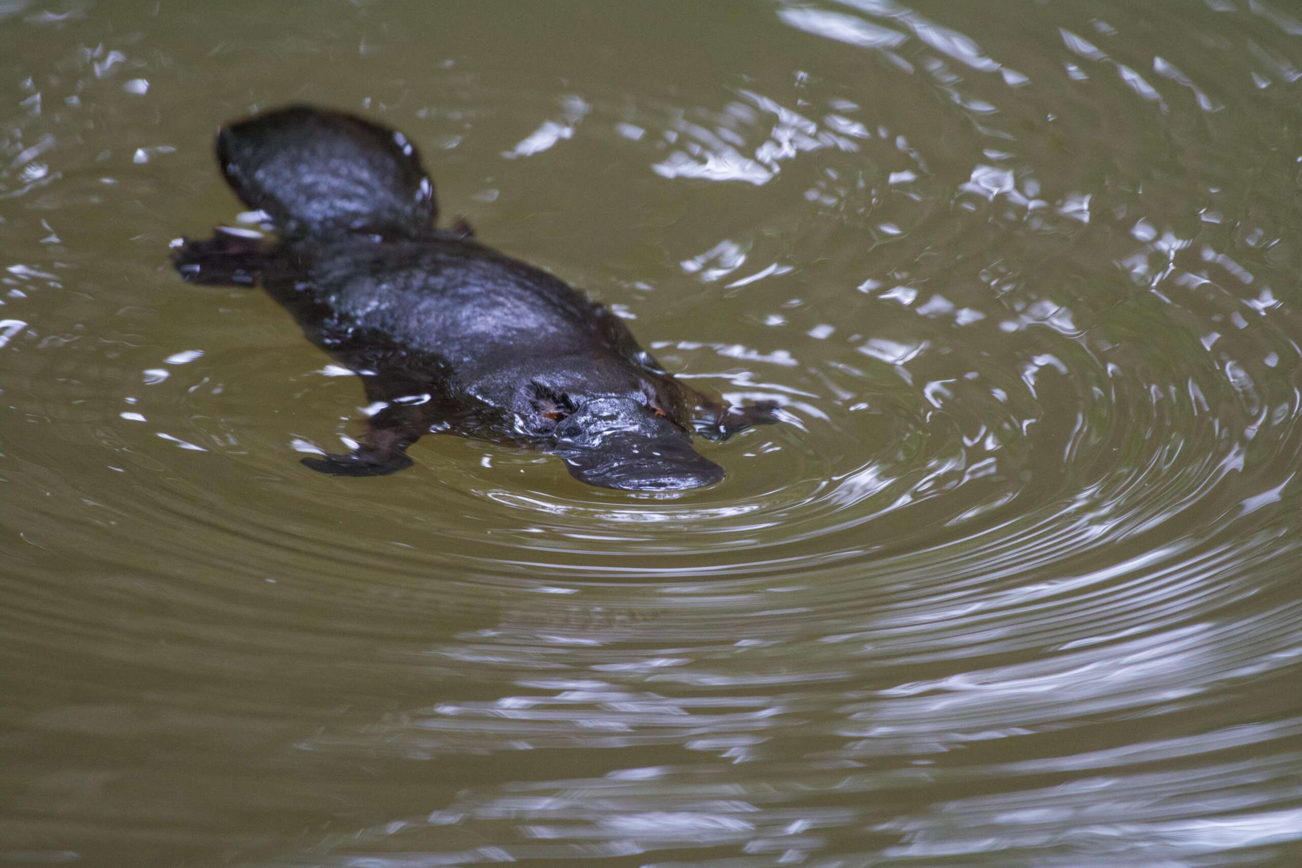Saltwater crocodile on Daintree River bank