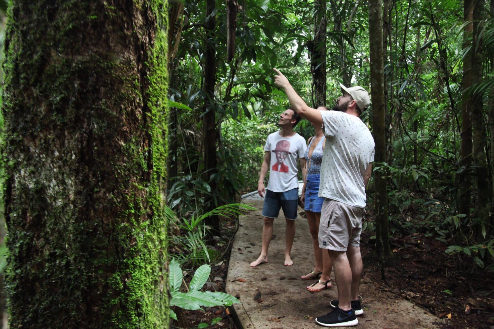 Cairns Discovery Tours Daintree