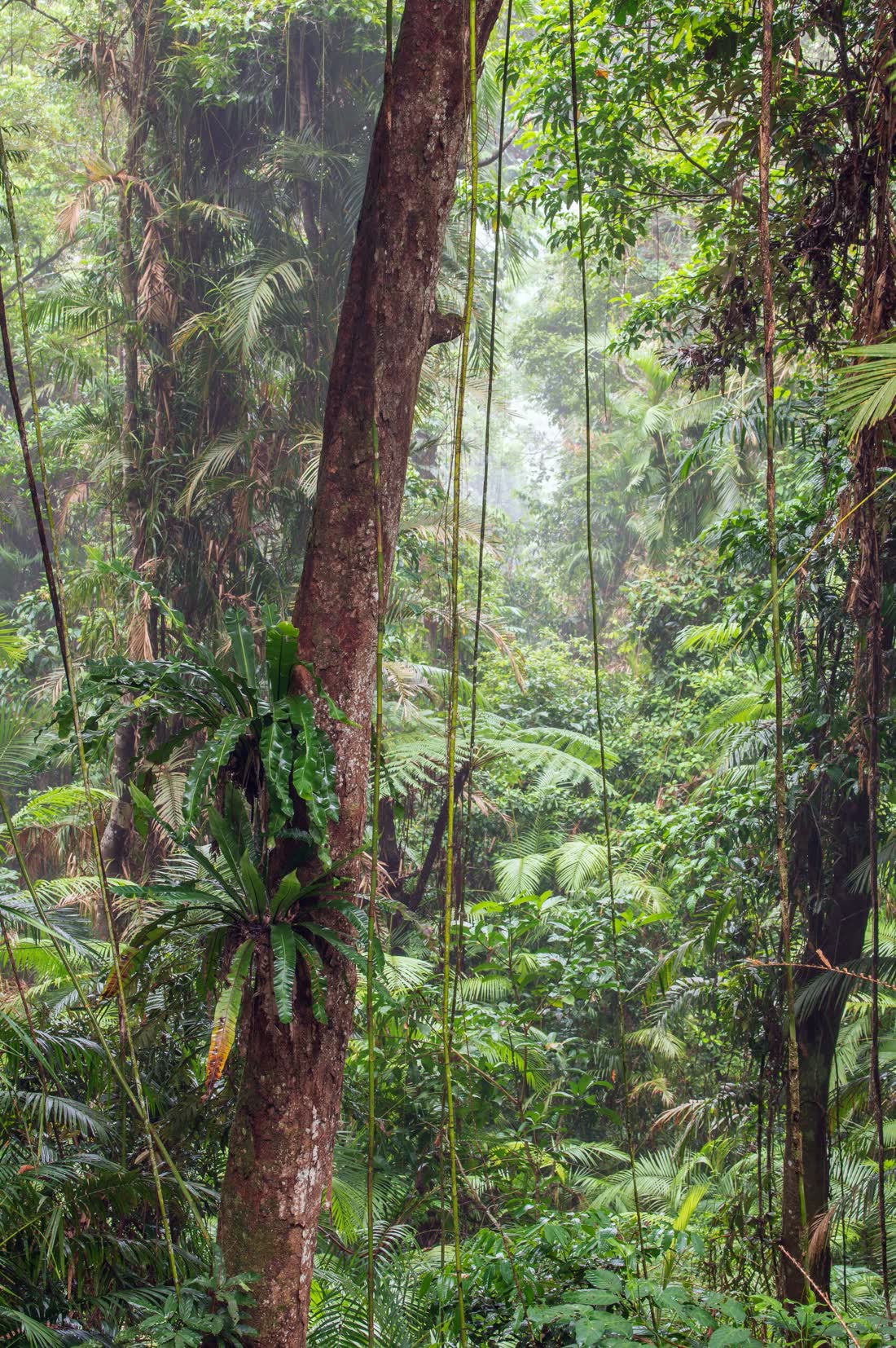 Cairns nature