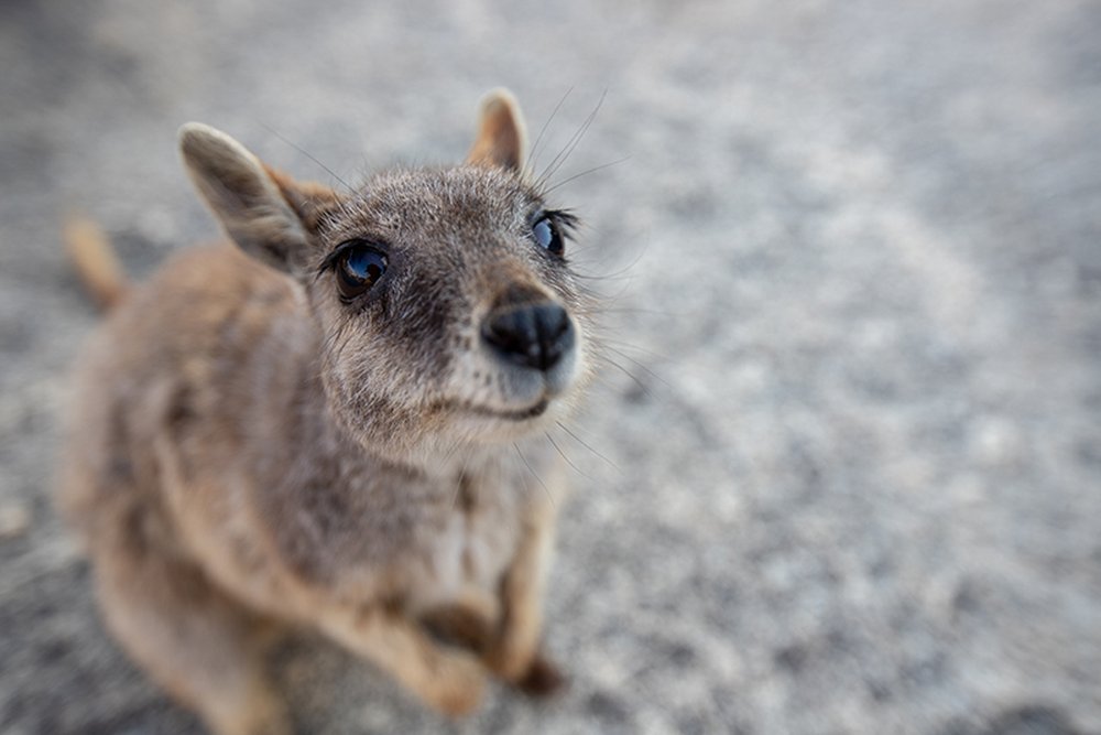 A rock wallaby at Granite Gorge