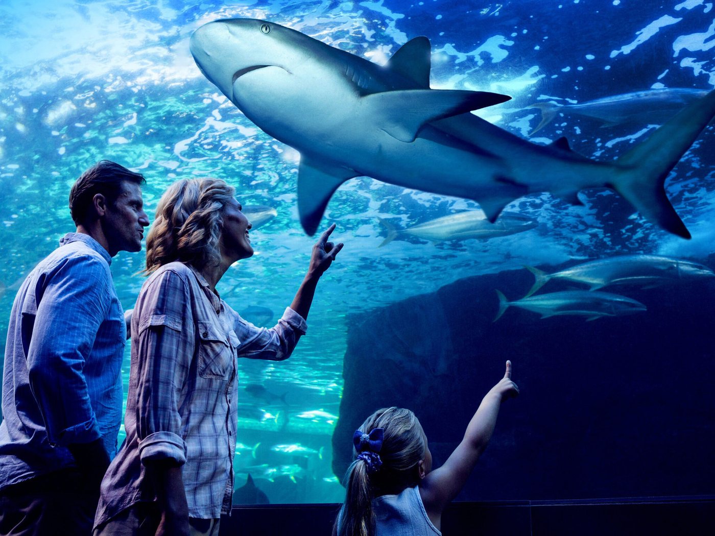 A family watching a reef shark swim past the main tank at Cairns Aquarium