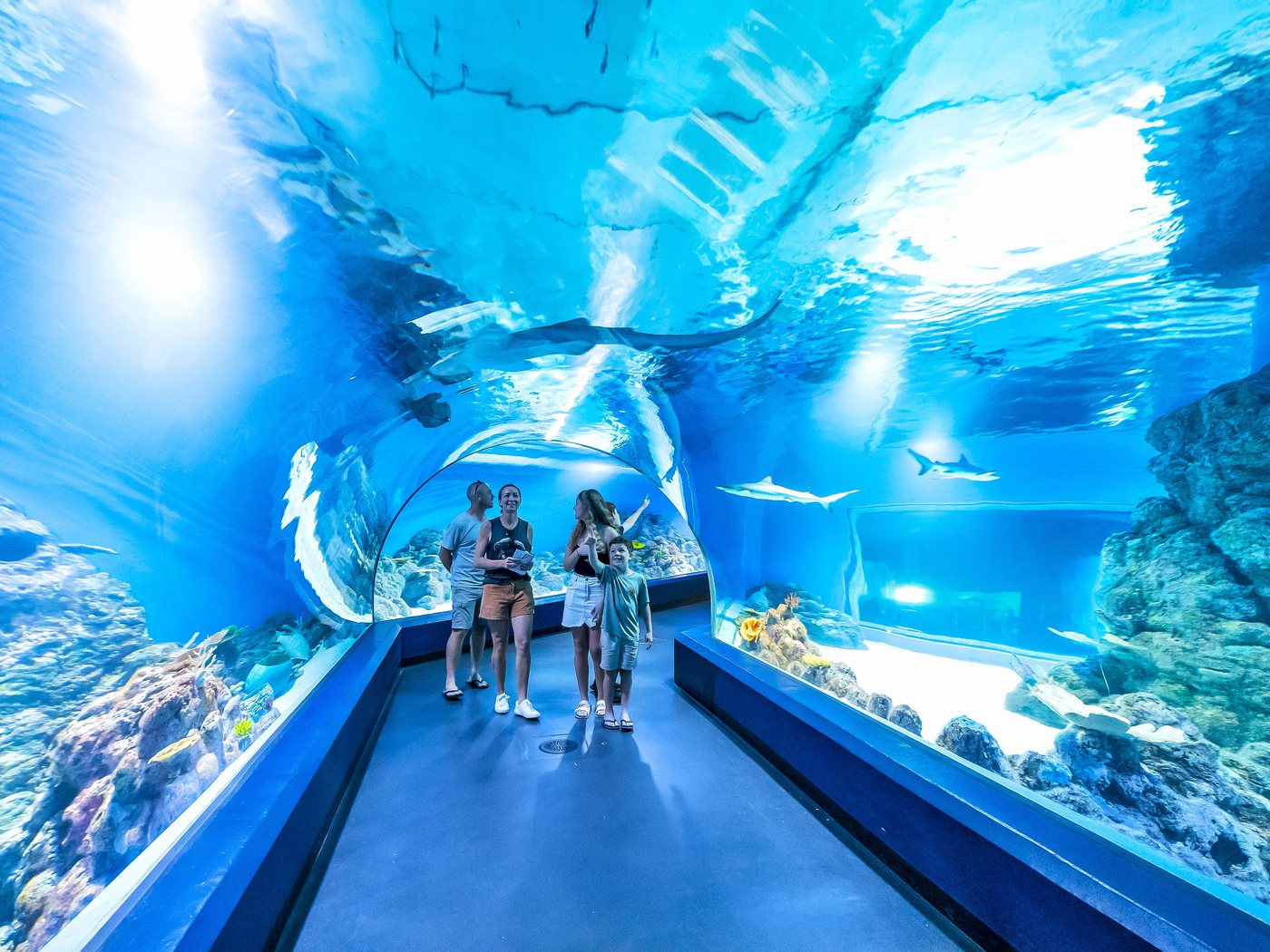The underwater viewing tunnel at Cairns Aquarium, with visitors walking beneath reef sharks and rays