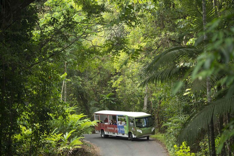 Daintree & Cape Tribulation Small-Group Day Tour, Cairns