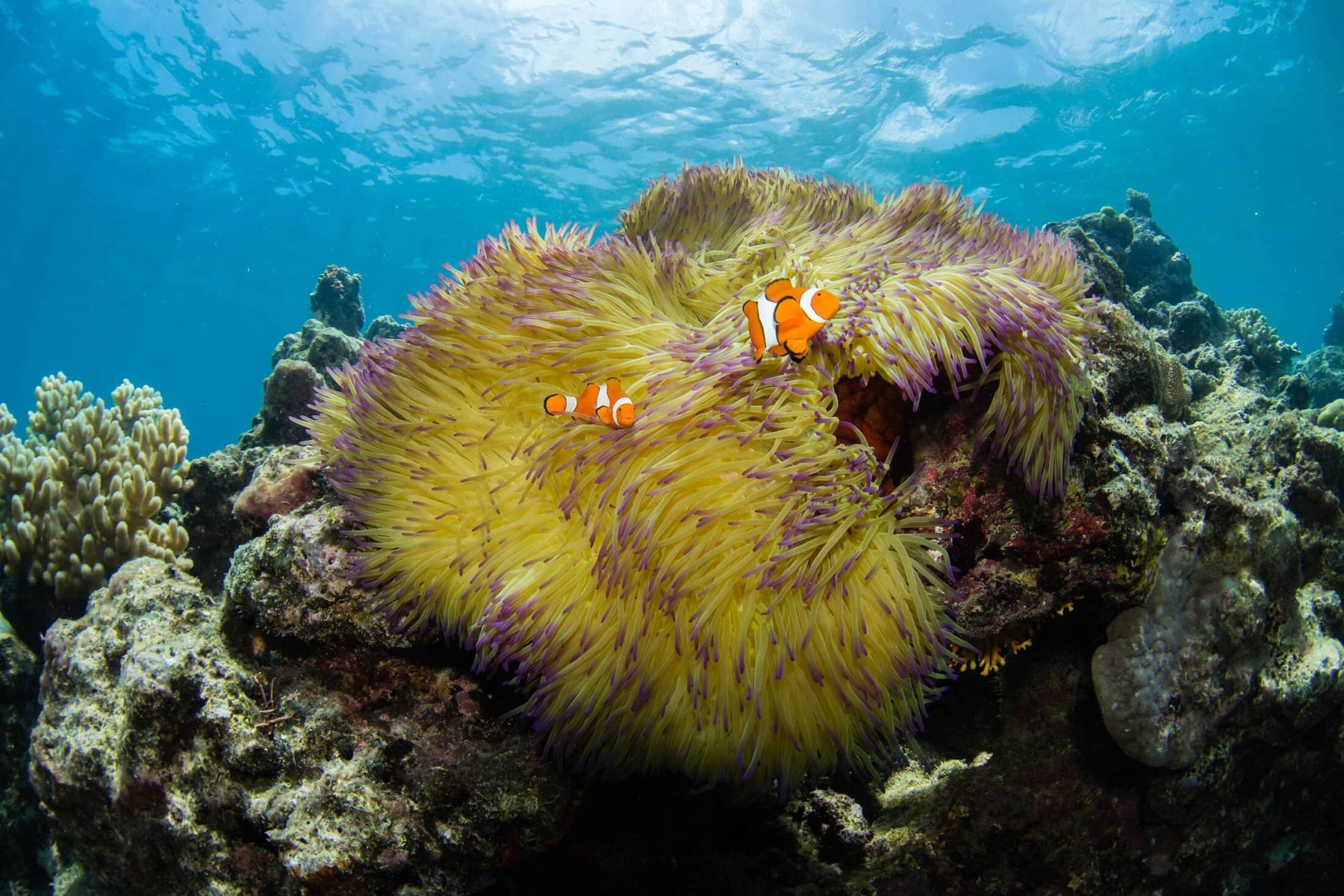 Clownfish in a large anemone on the reef