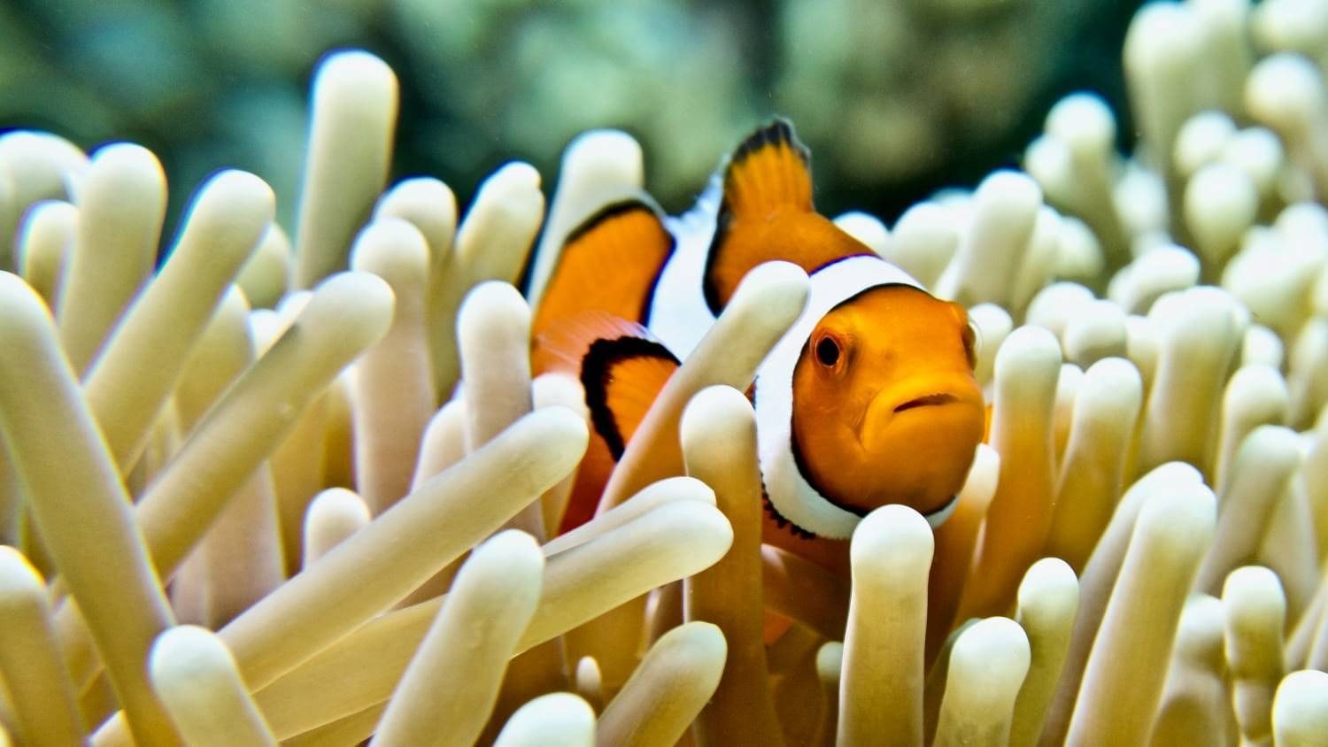 Clownfish sheltering in an anemone on the Great Barrier Reef