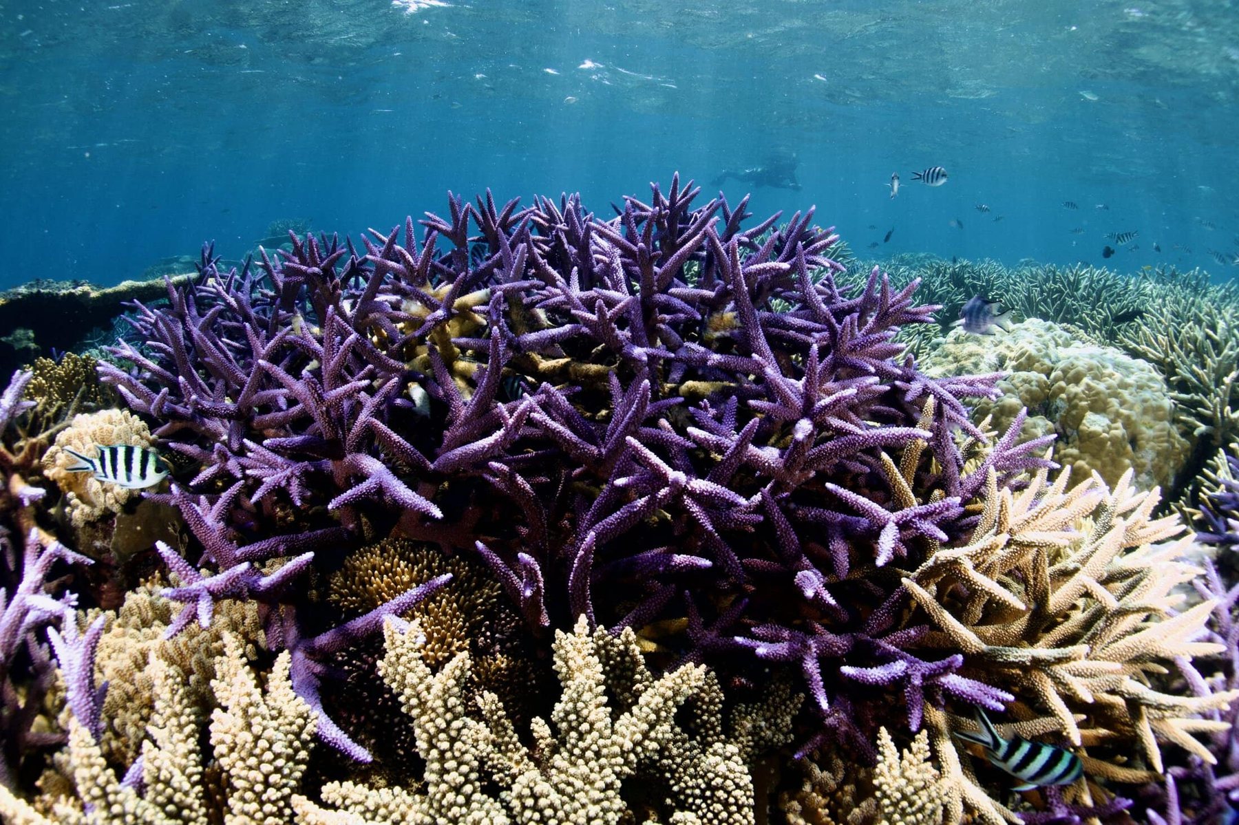 Staghorn coral garden on the outer Great Barrier Reef