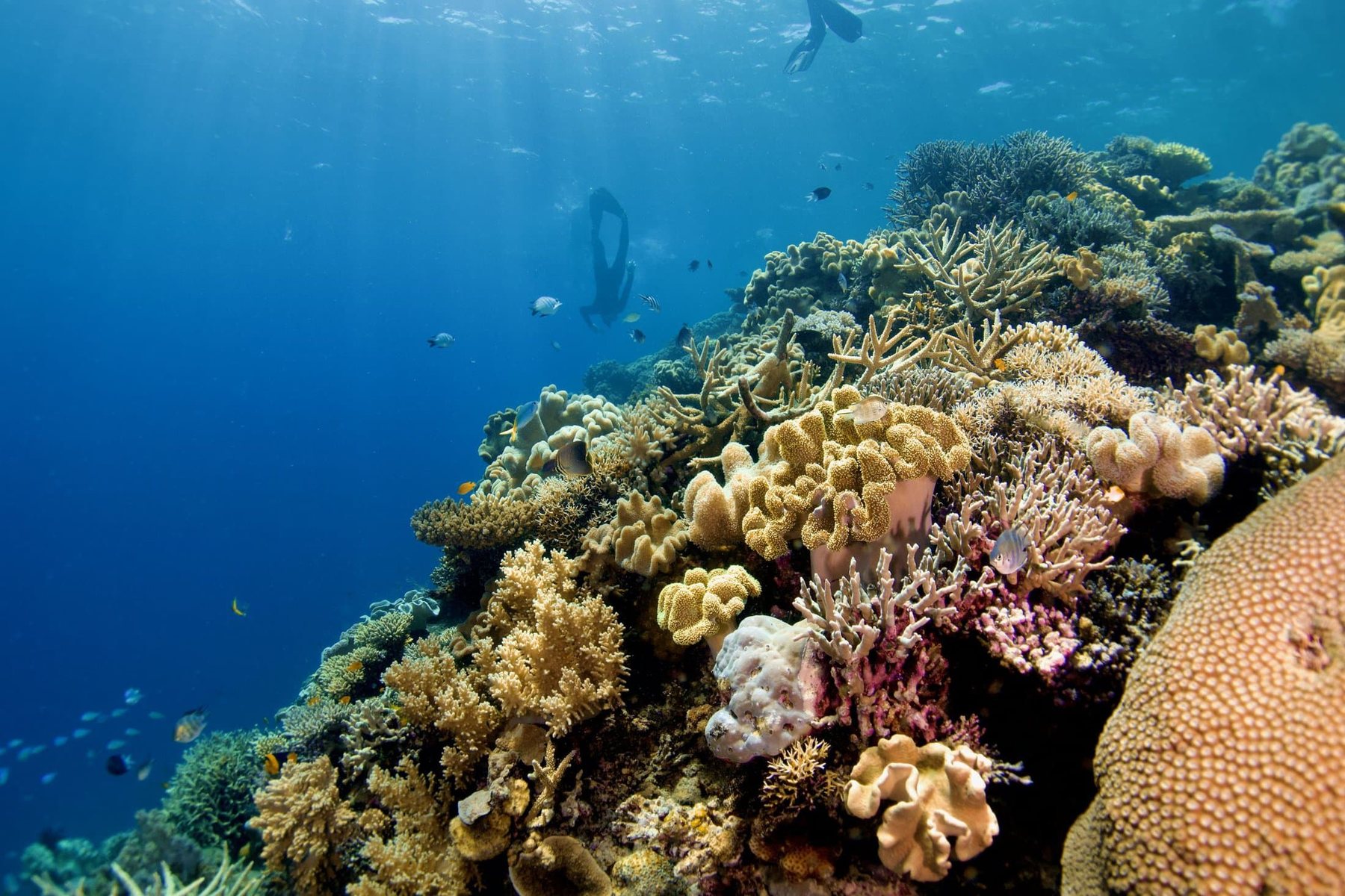 Coral slope with fish on the outer Great Barrier Reef