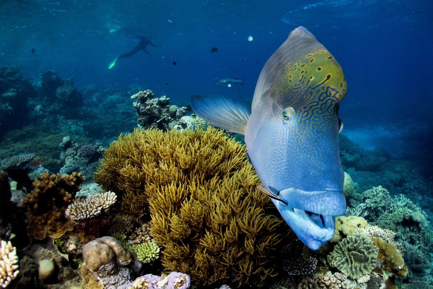 Large wrasse feeding over coral on the Great Barrier Reef