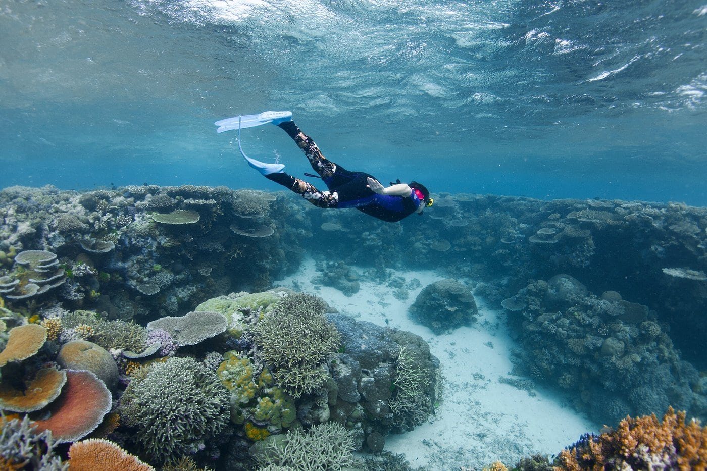 Snorkeller gliding over hard coral on the outer Great Barrier Reef