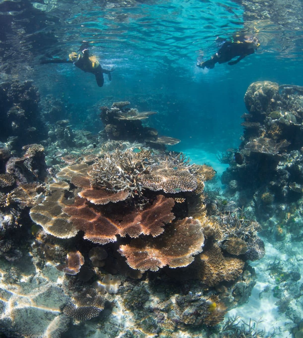 Snorkellers above a coral bommie on the outer Great Barrier Reef
