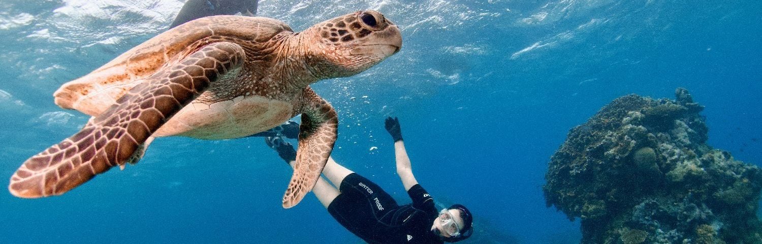 Green turtle swimming beside a snorkeller