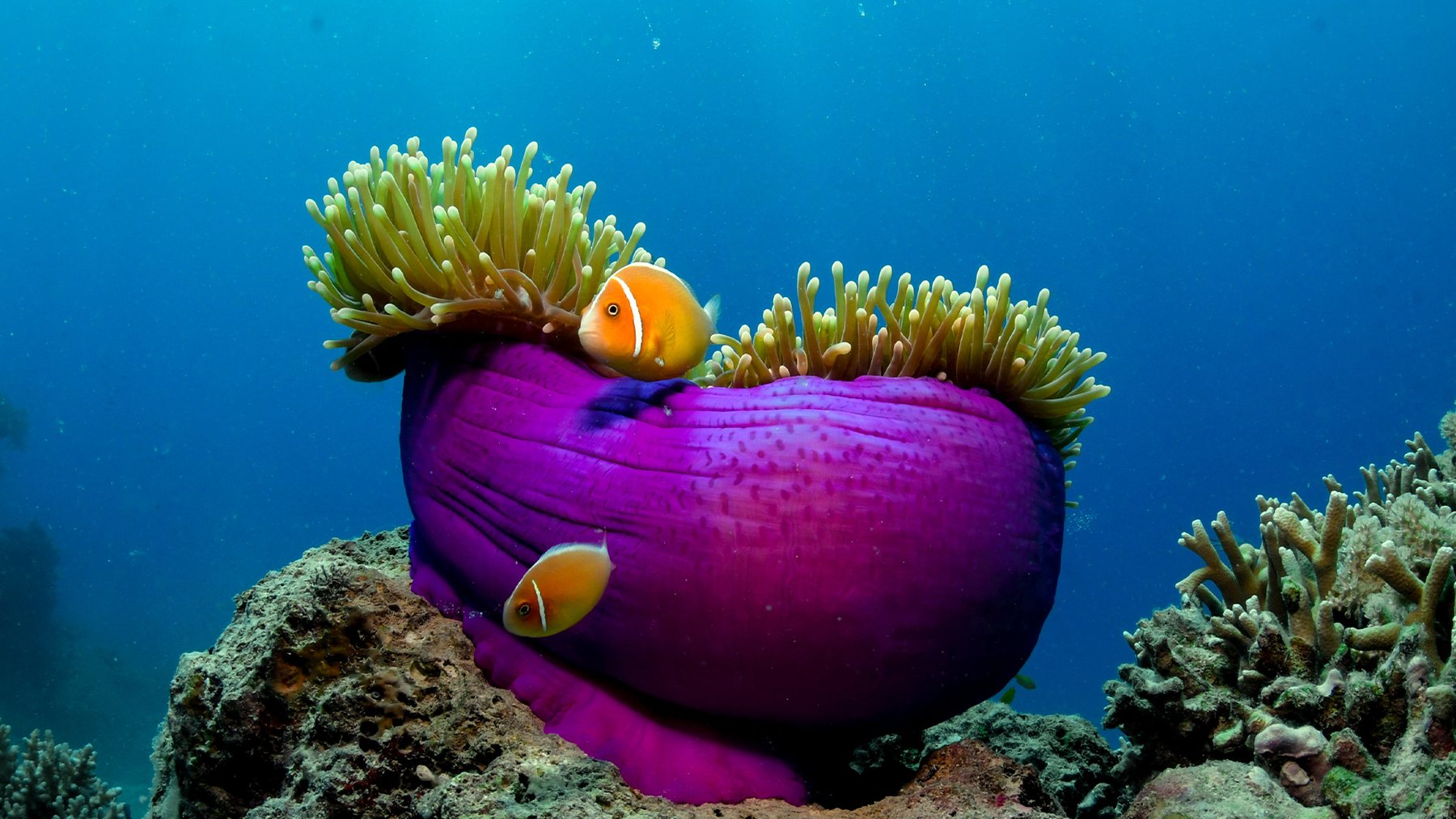Anemonefish in a magenta anemone on the Great Barrier Reef