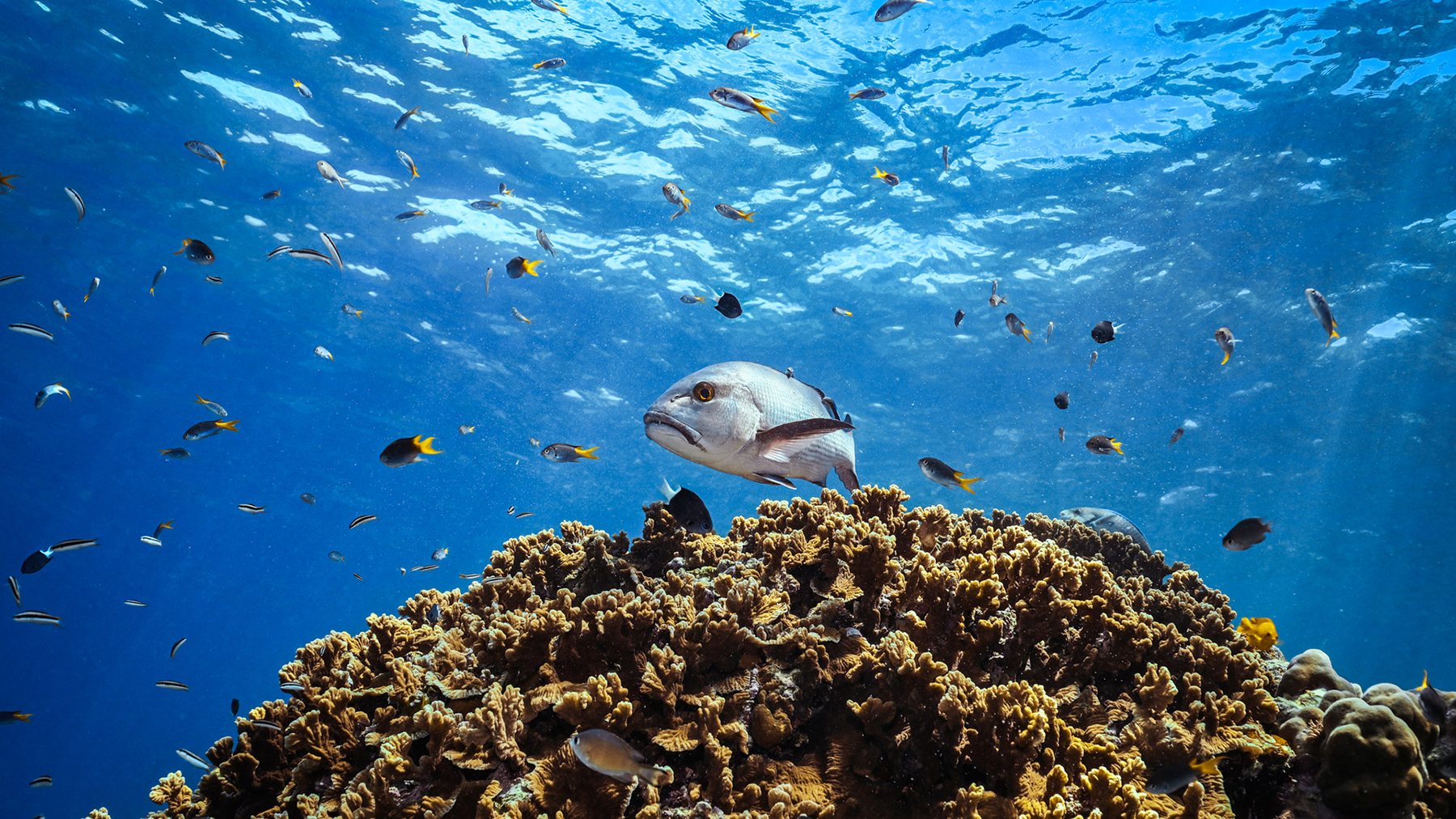 Coral bommie with reef fish on the outer Great Barrier Reef