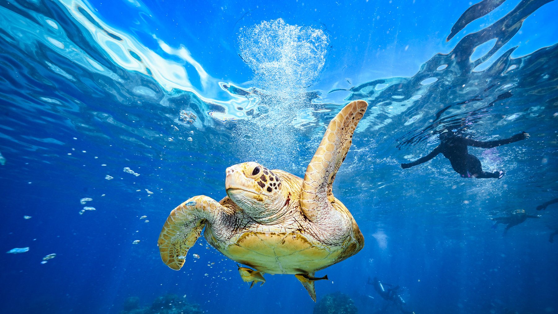 Green turtle swimming past snorkellers on the Great Barrier Reef