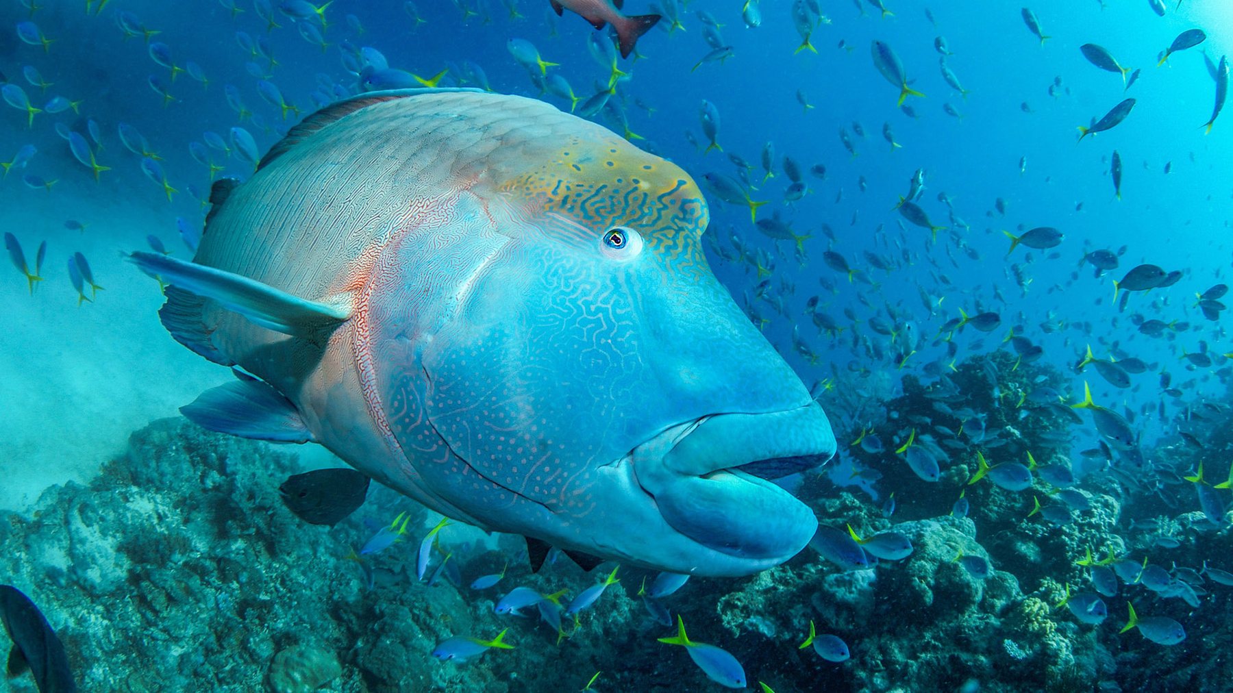Maori wrasse close up on the Great Barrier Reef