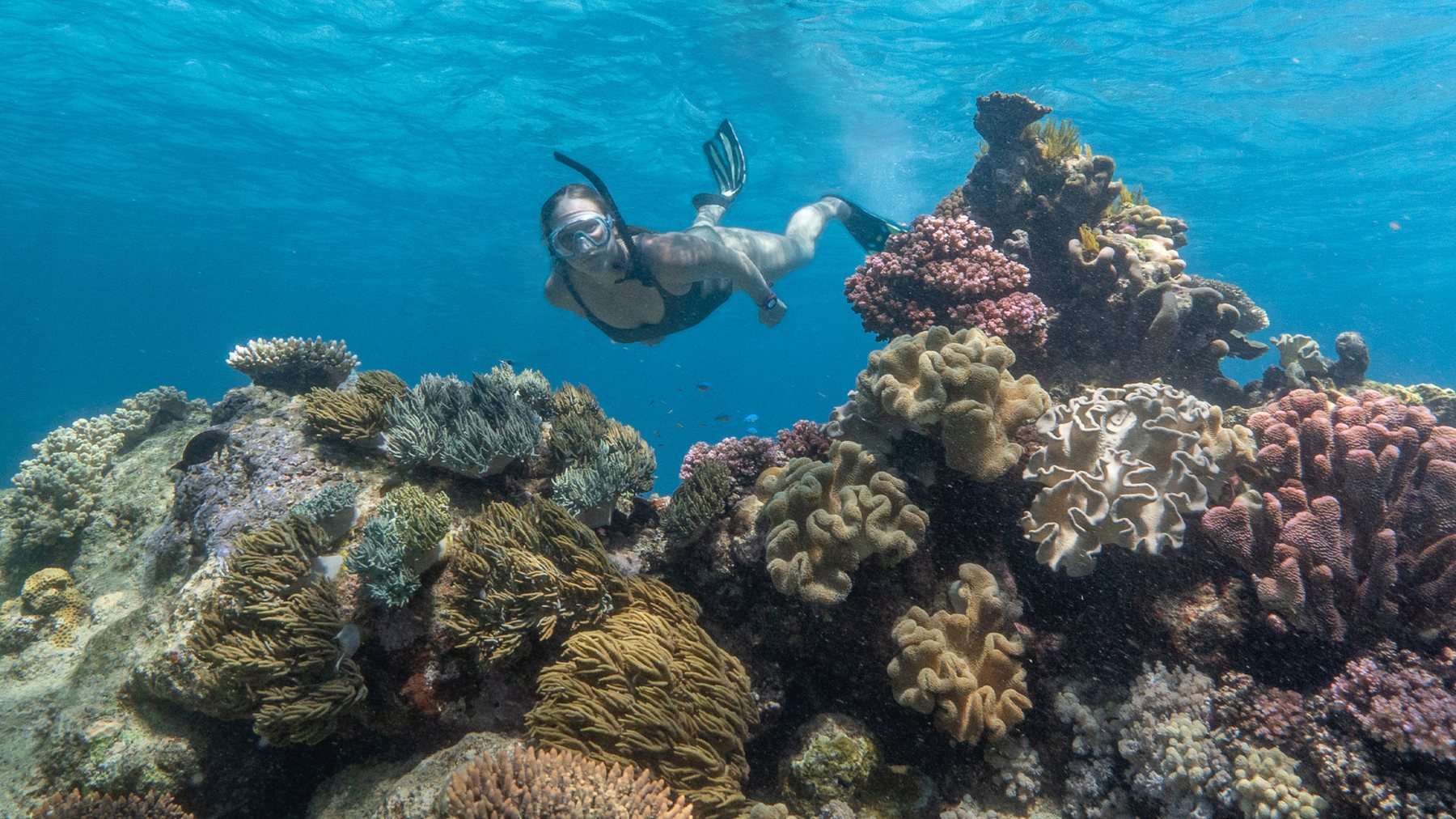 Green turtle resting on coral on the Great Barrier Reef