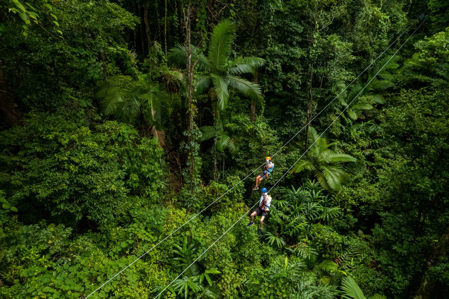 Rainforest ziplining at Cape Tribulation