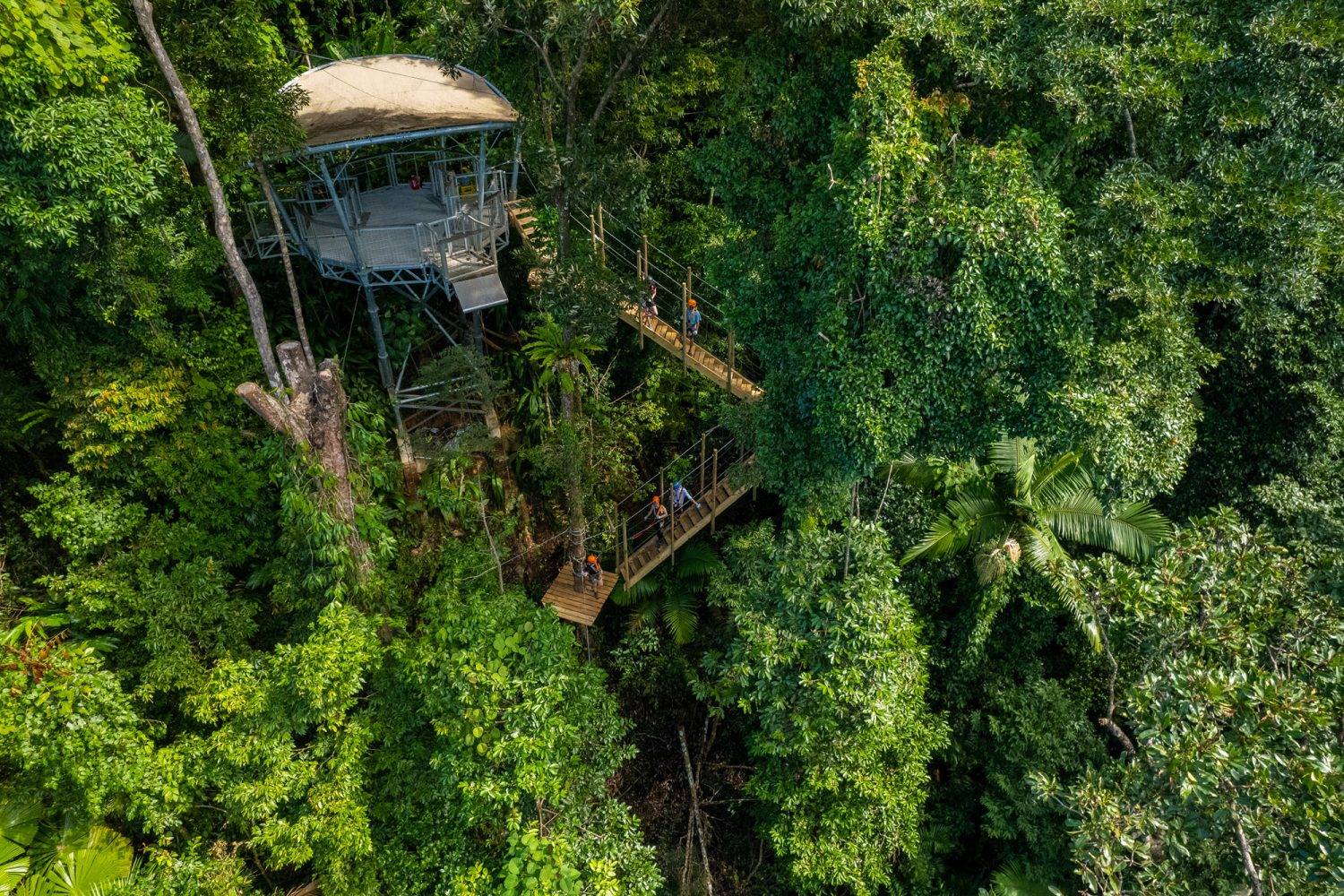 Rainforest ziplining at Cape Tribulation