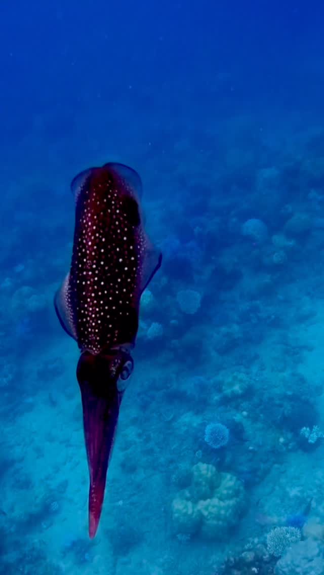 Purple squid underwater