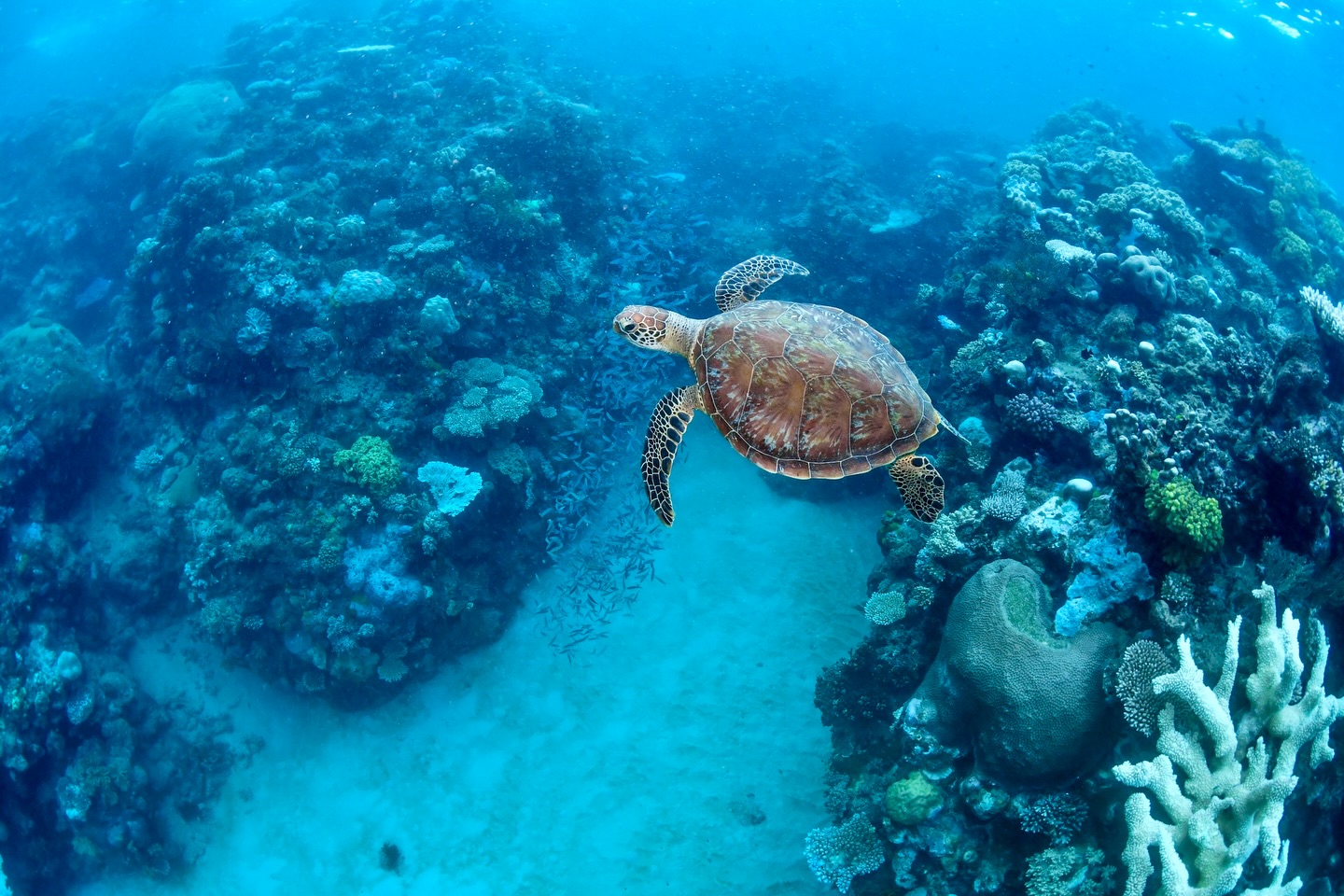 Sea turtle among vibrant coral
