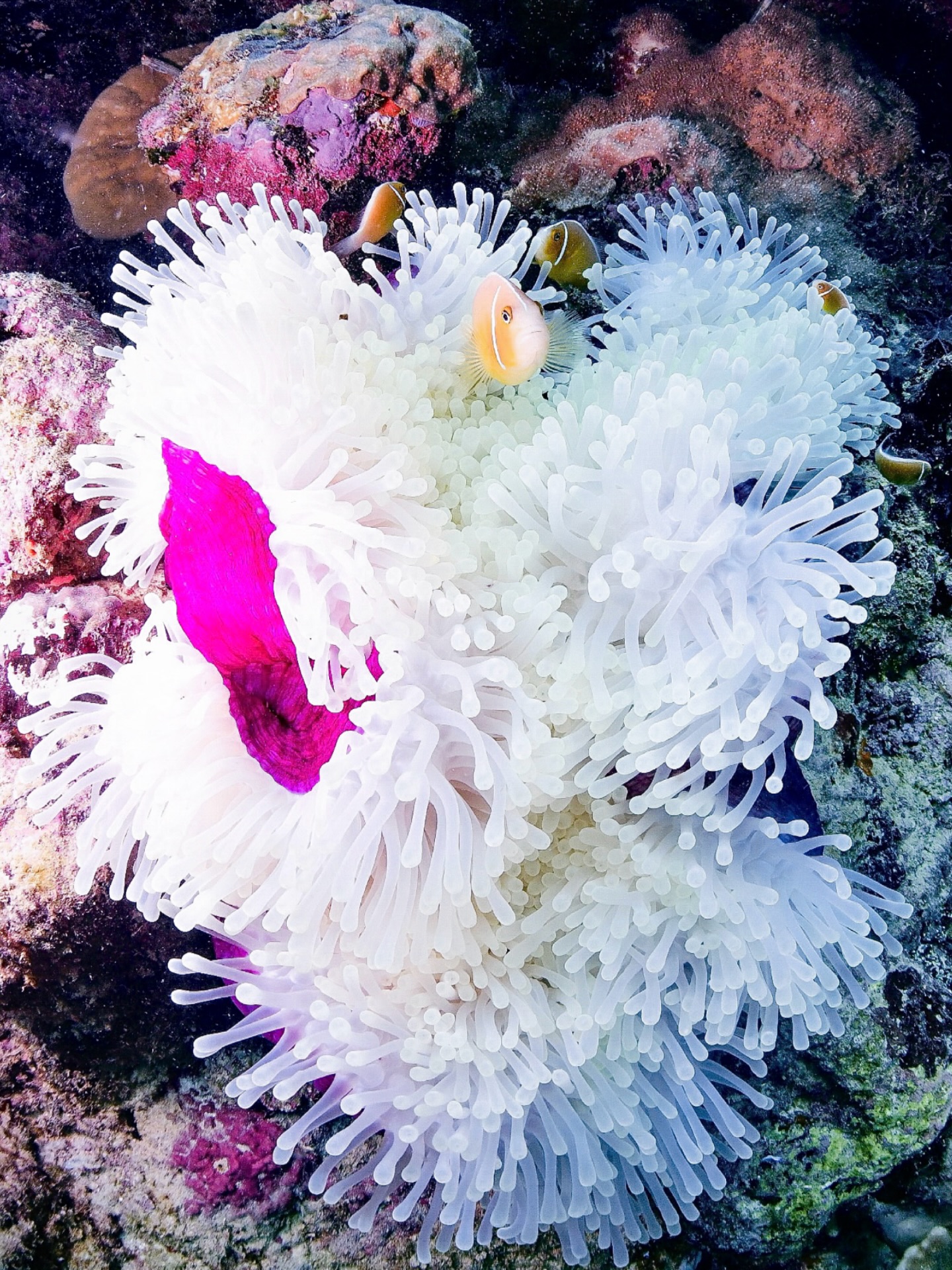 Sea anemone with clownfish