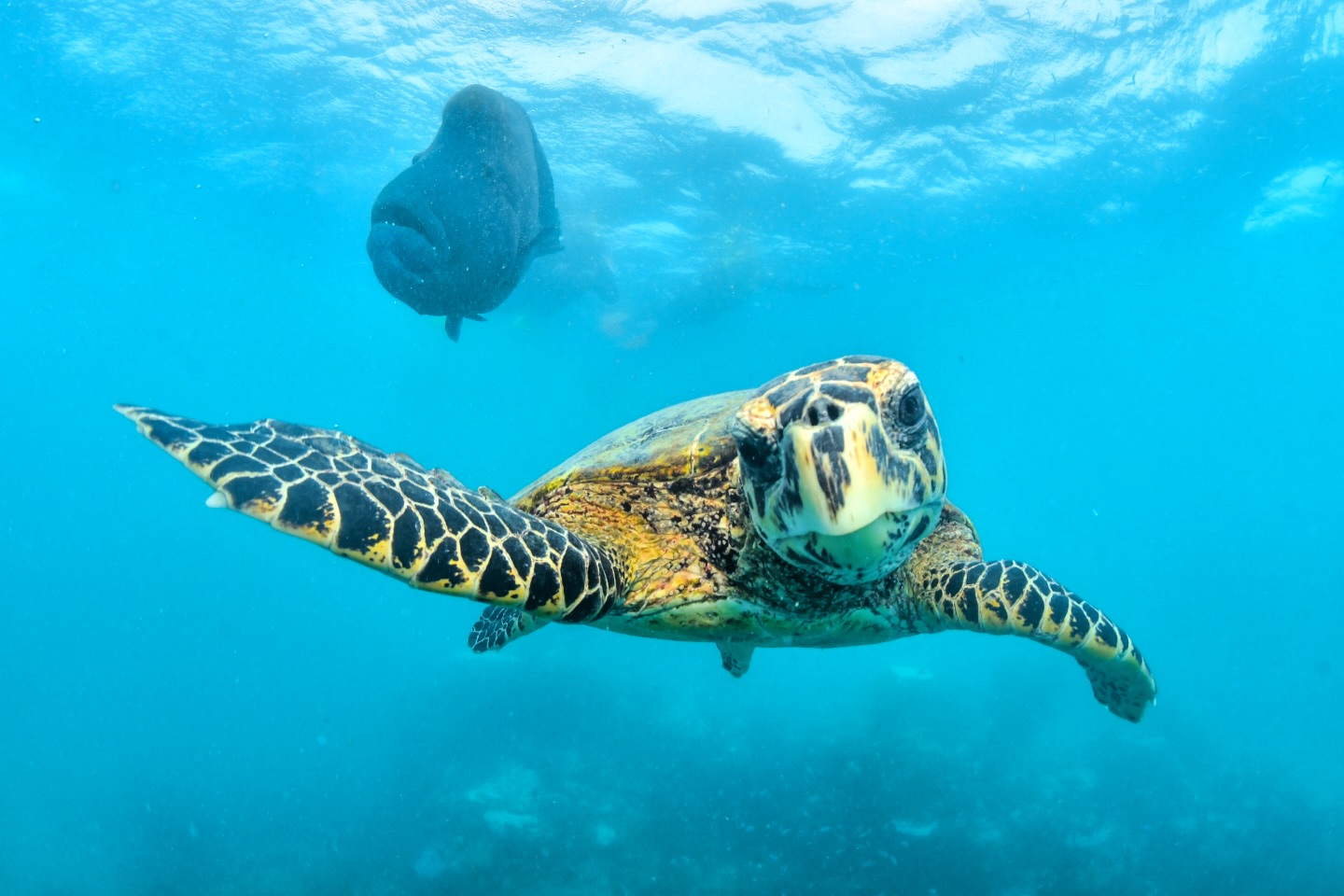 Sea turtle with manta ray