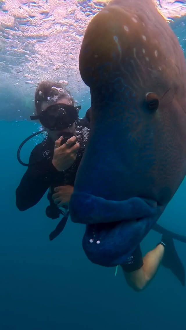 Diver photographing manta ray