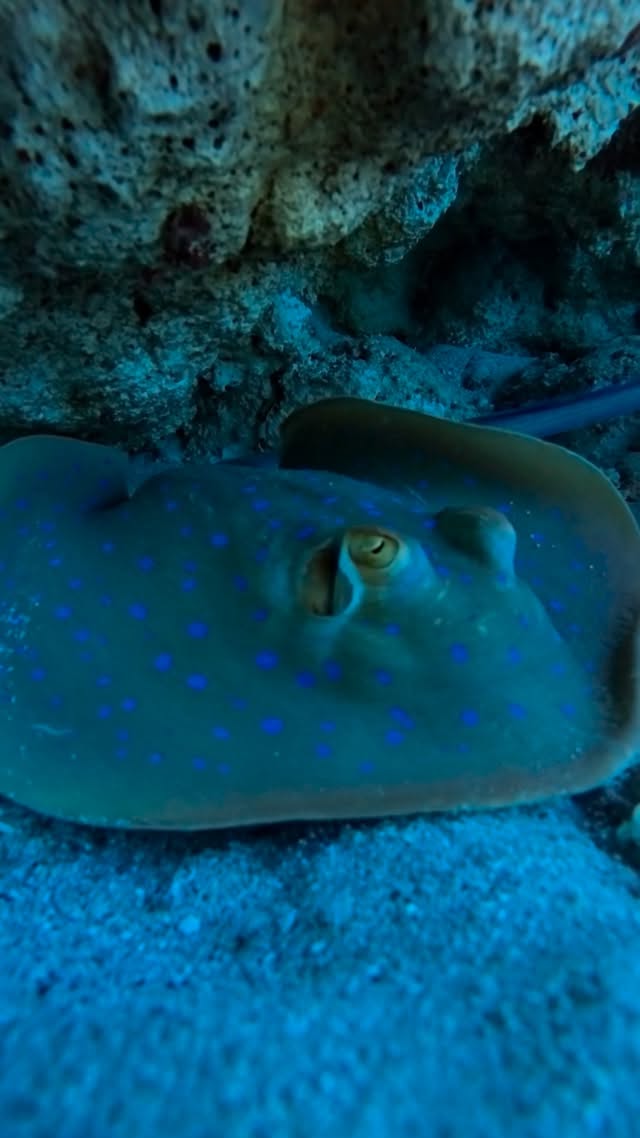 Spotted ray on reef bottom