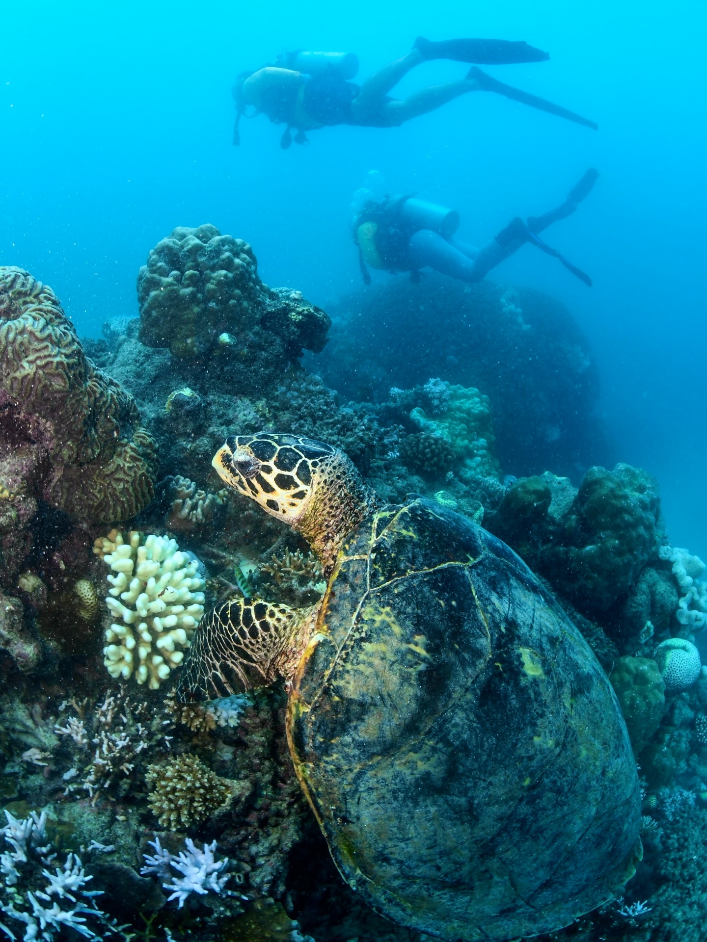Two snorkellers exploring coral