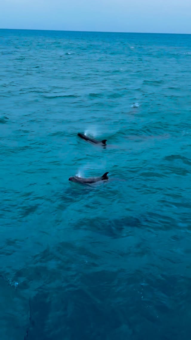 Dolphins in open ocean