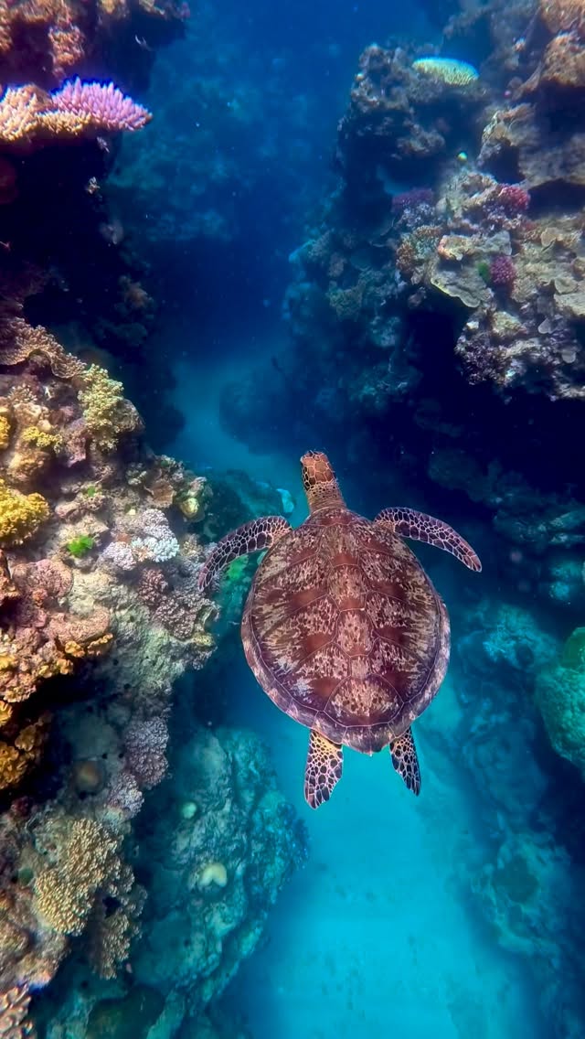 Guests snorkelling with float