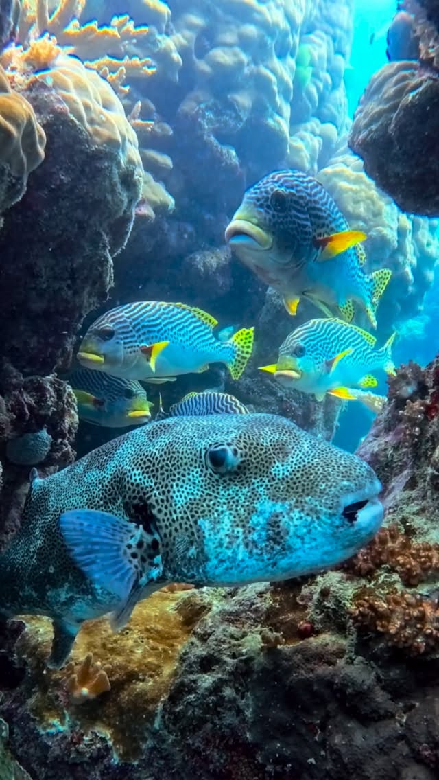 Brain coral with tropical fish