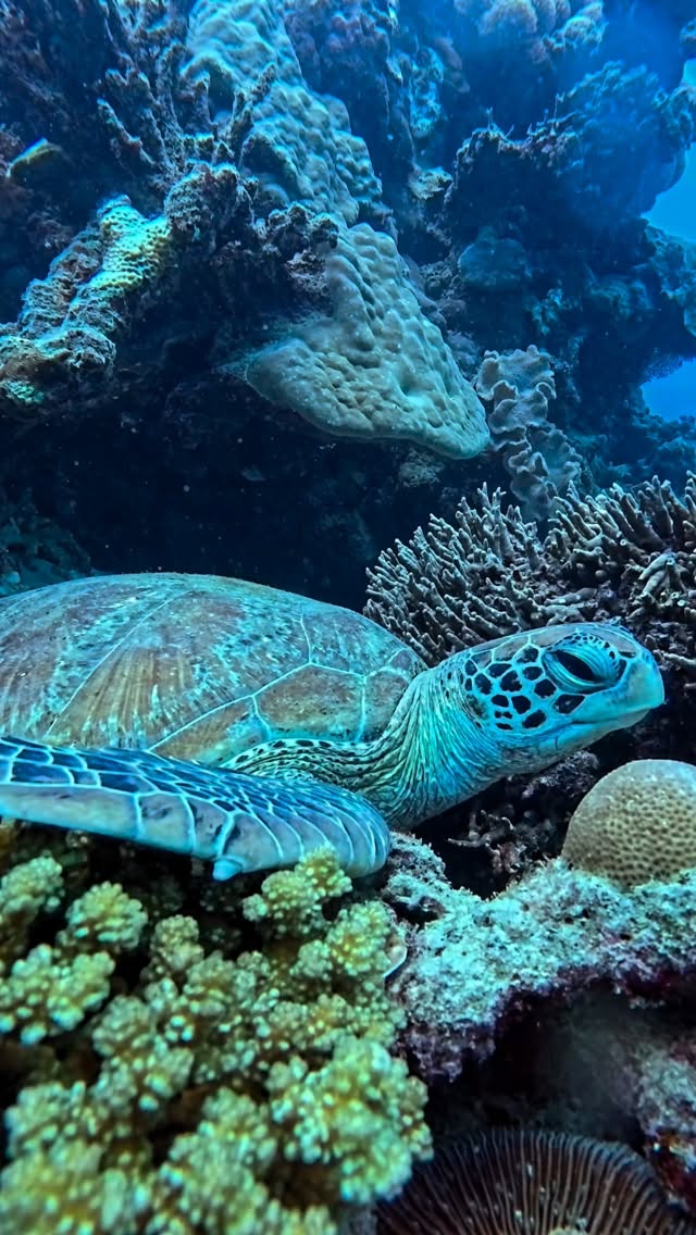 Sea turtle close-up underwater