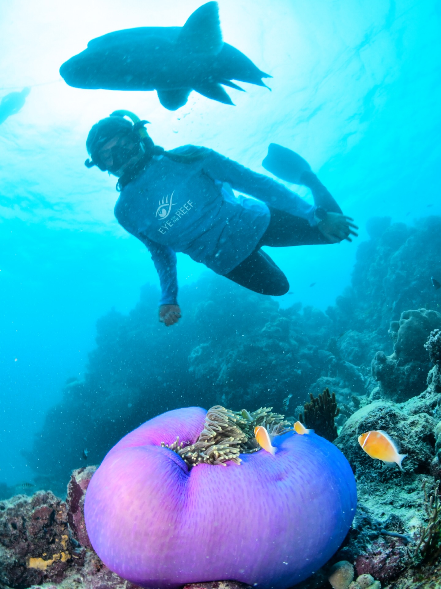 Diver with shark and anemone coral