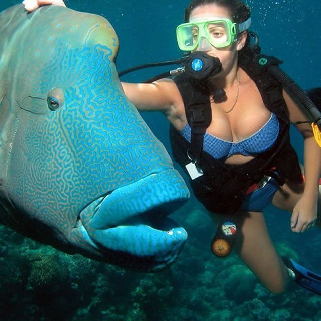 Snorkeller with school of fish