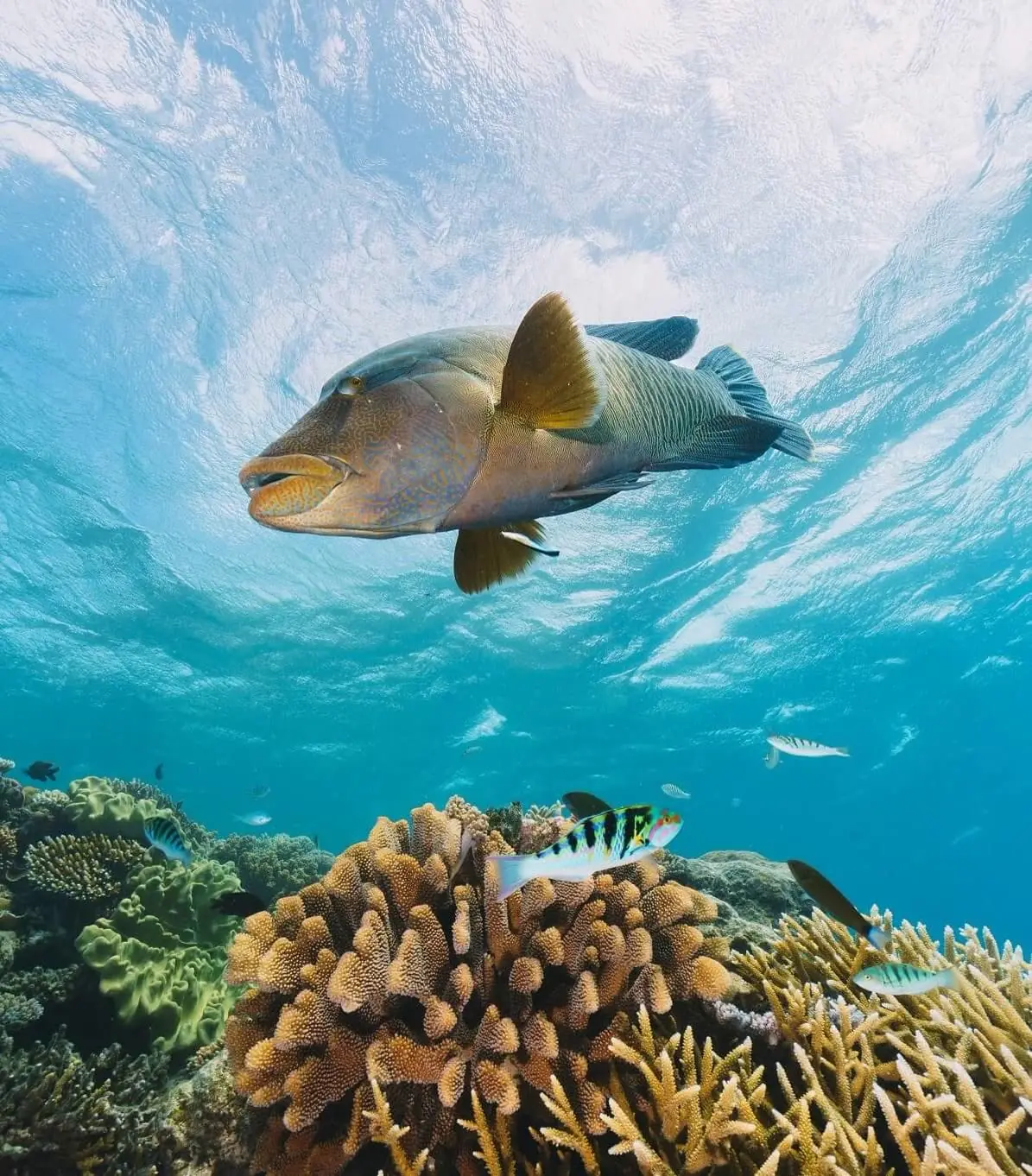 Reef Tours