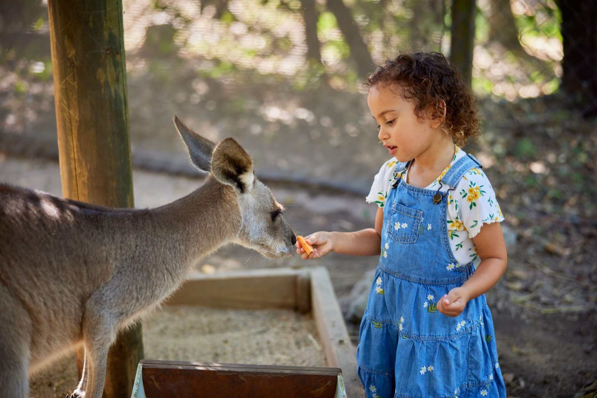 A young child hand-feeding a kangaroo at a wildlife park near Cairns