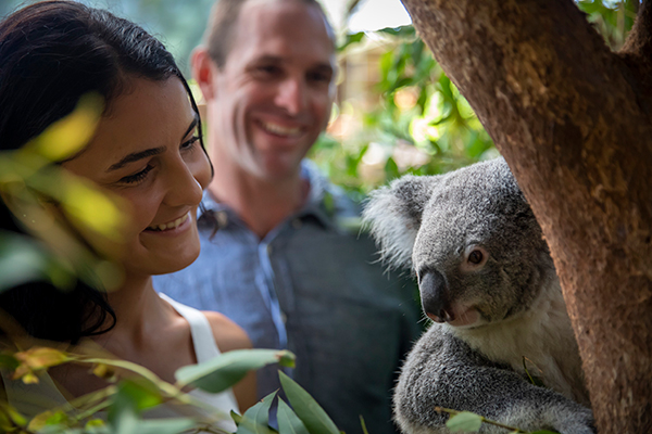 Kuranda and Hartley's Crocodile Adventures day tour